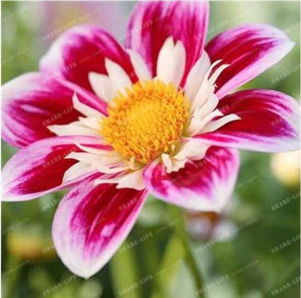 (10) DAHLIA SEEDS rare exotic flower bloom garden plant USA SELLER W/TRACK