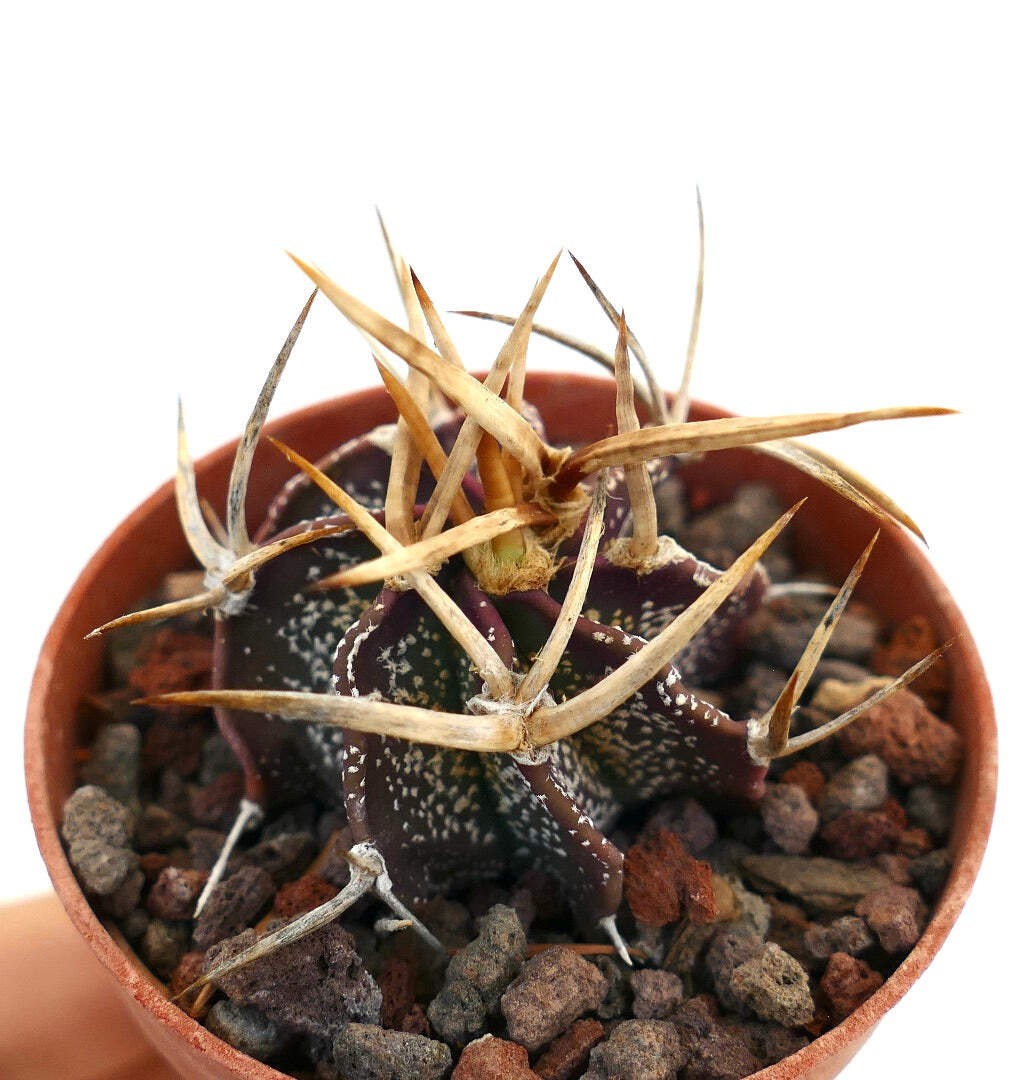 Astrophytum capricorne cv GOLDEN BUFFALO – Goat’s horn cactus | Star cactus