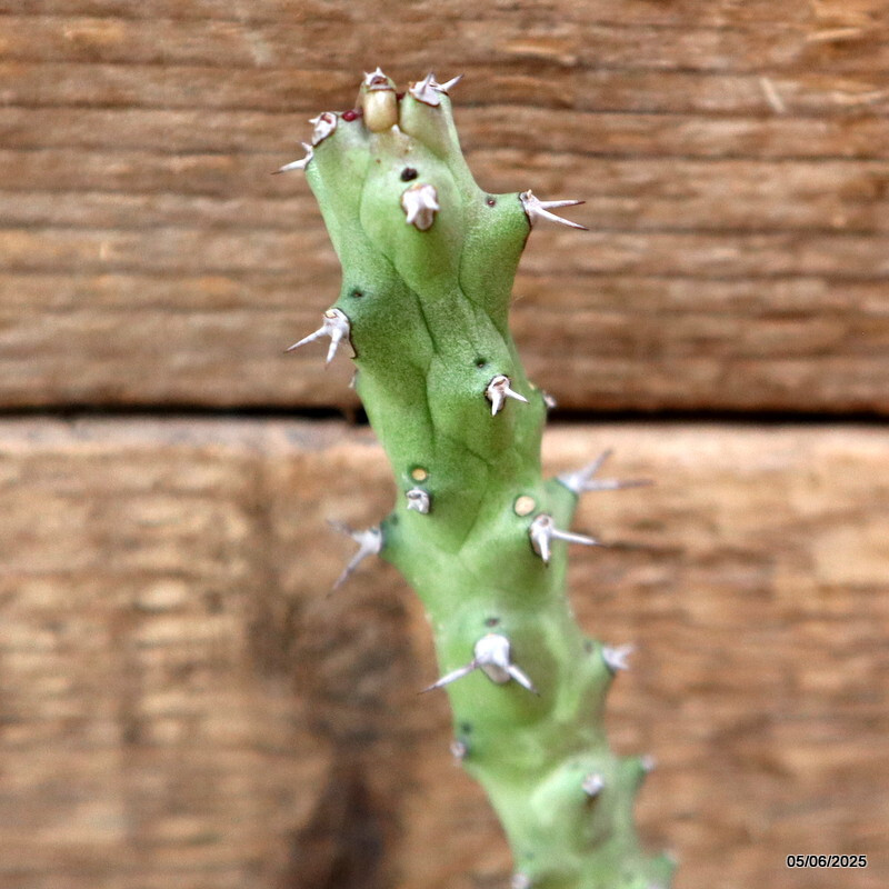 D4445 EUPHORBIA SP. pot10-H22-W21 cm MaMa Cactus