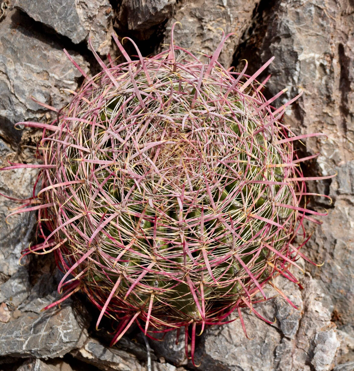 Ferocactus acanthodes SEEDS – Compass barrel cactus | Fierce spined barrel