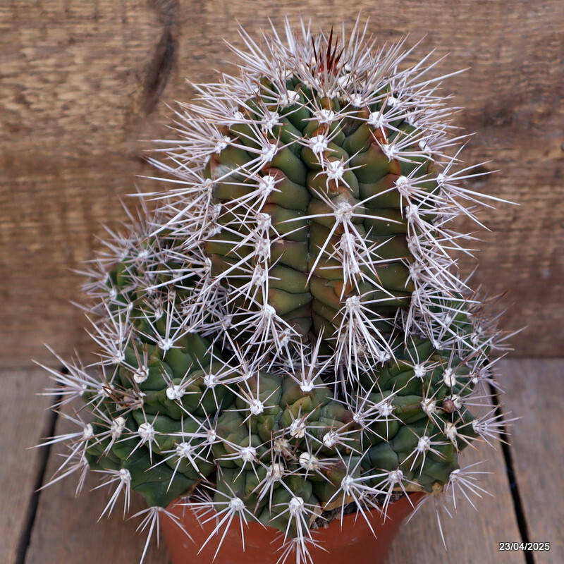 M91 GYMNOCALYCIUM PAEDIOPHILUM VERY OLD pot14-H18-W19 cm MaMa Cactus