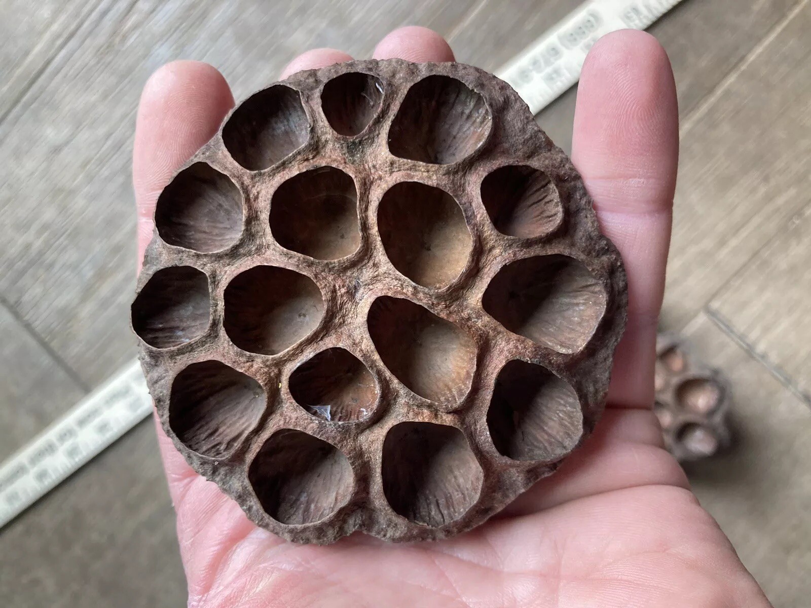5 Dried Lotus Seed Pod Heads 3” Florist Wreath Decor Aquarium Habitat From USA