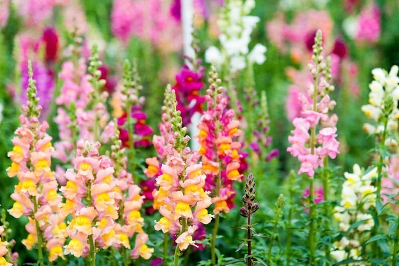 1000 Pcs Cute Heirloom Snapdragon Flower Seeds