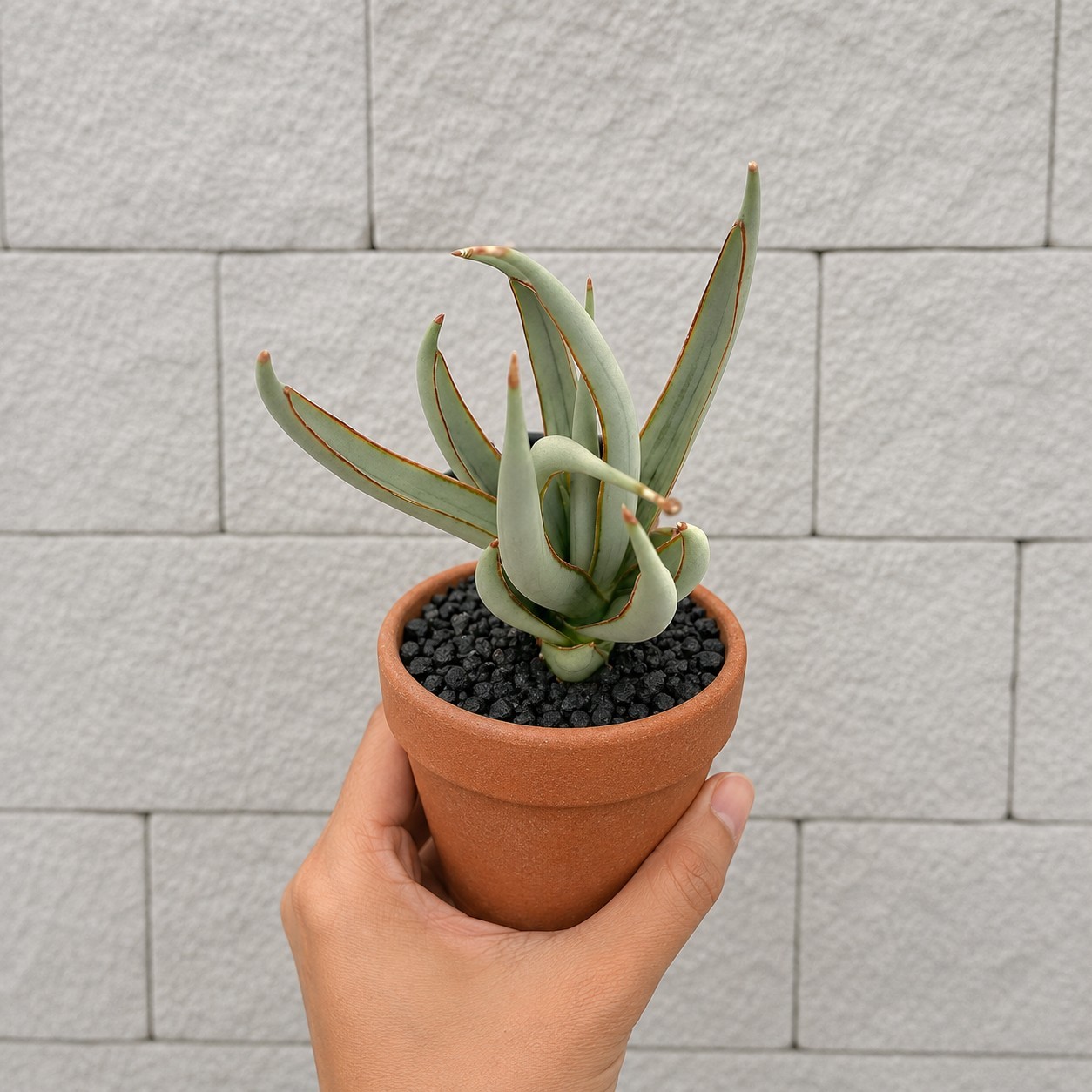 Sansevieria Swan Dancer Live Rare Snake Plant Sculptural Indoor