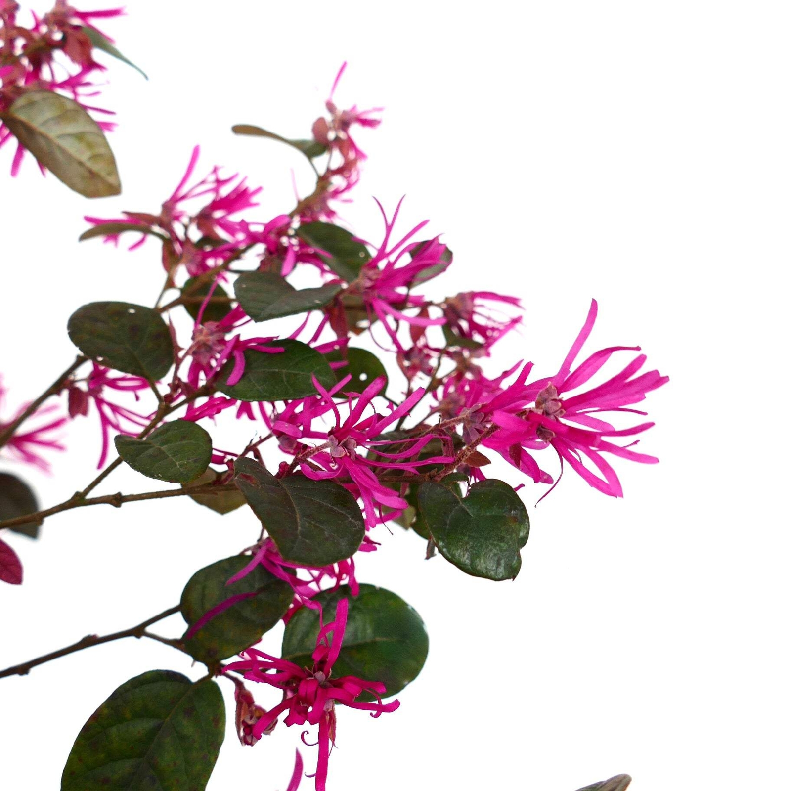 Loropetalum chinense cv ‘Fire Dance’ – Chinese fringe flower | Strap flower