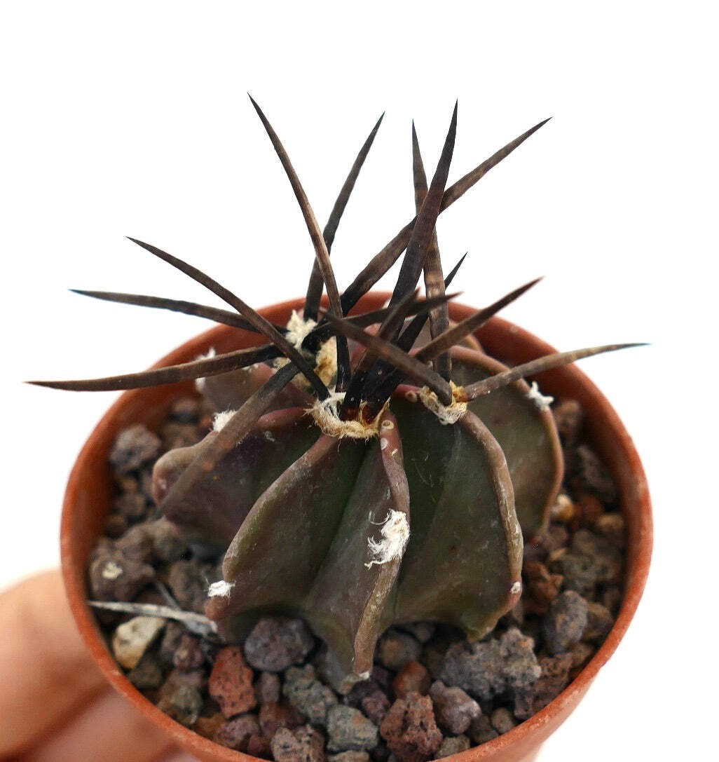 Astrophytum capricorne nudum cv SUPER BUFFALO – Goat’s horn cactus | Astrophytum