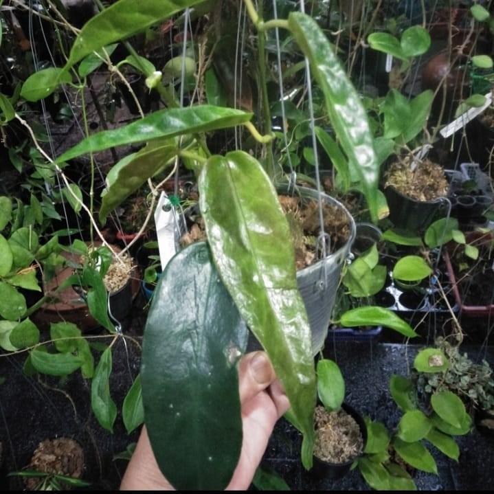 Hoya Kaimuki Sp Papua Rare Tropical Wax Plant