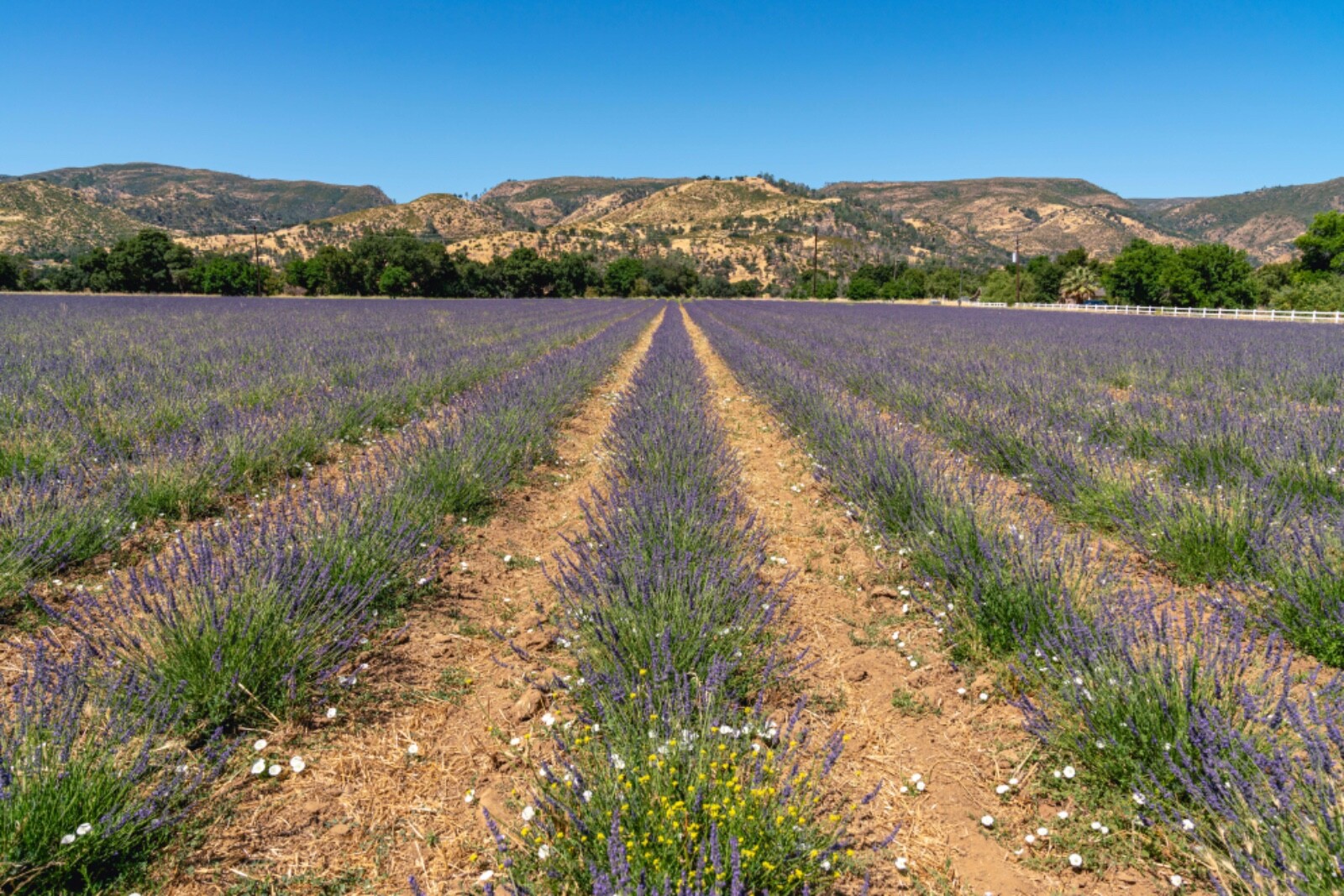 1 Bunch Dried Lavender Flower Bouquet Gift Certified Organic Farm CA