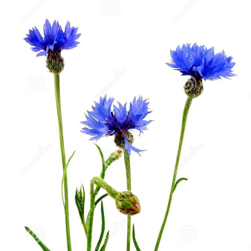 100 Dwarf Blue BACHELORS BUTTON CORNFLOWER Centaurea Cyanus Flower Seeds