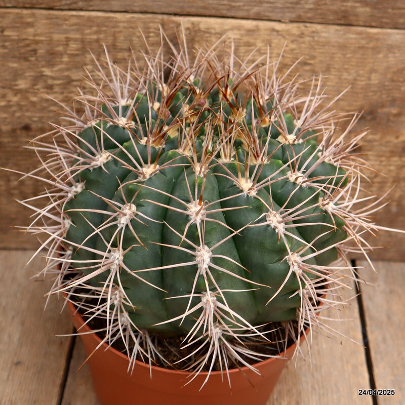 D3854 GYMNOCALYCIUM SAGLIONIS X CARDENASIANUM pot18-H14-W19 cm MaMa Cactus