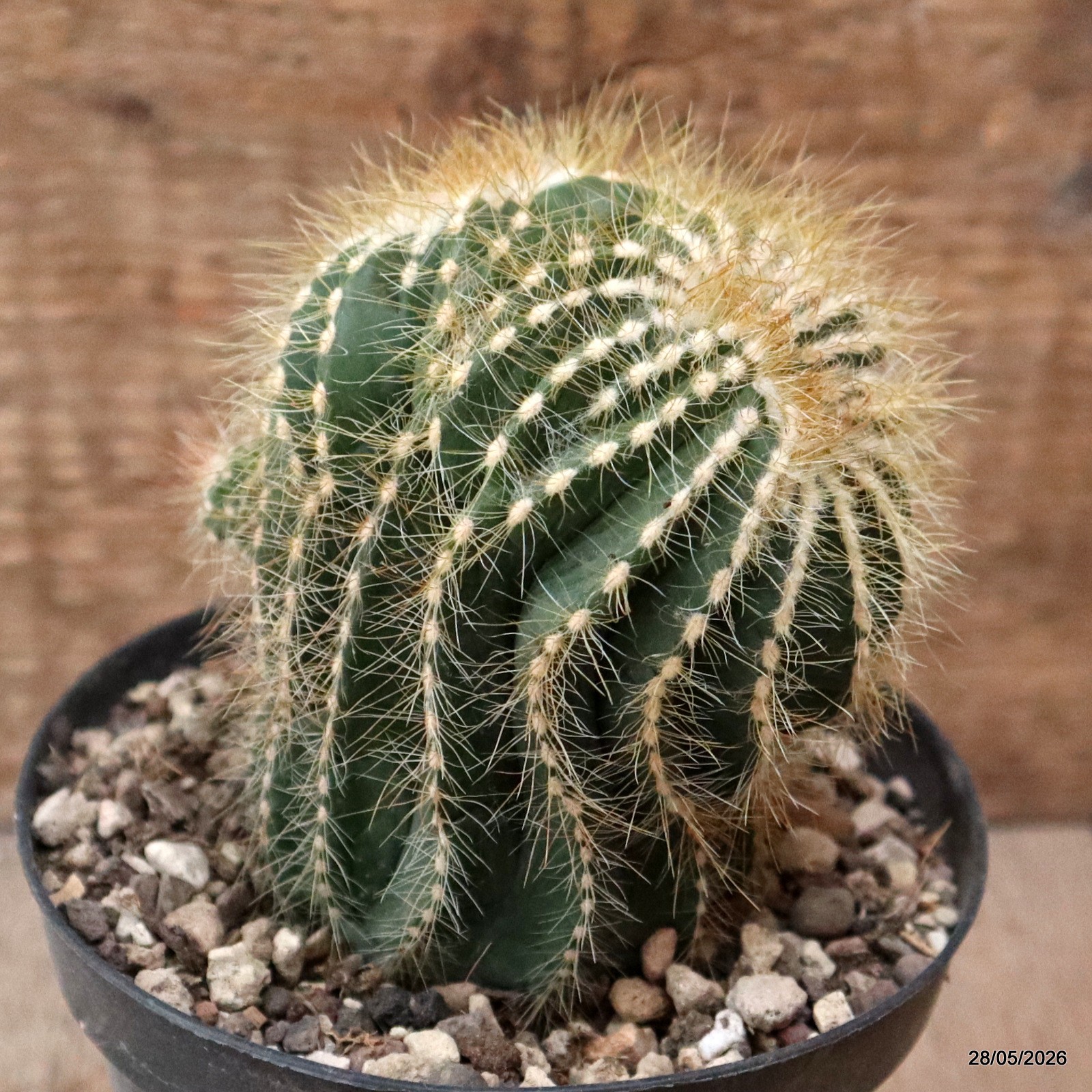 D8131 NOTOCACTUS MAGNIFICUS DICHOTOMIC pot10-H12-W9 cm MaMa Cactus