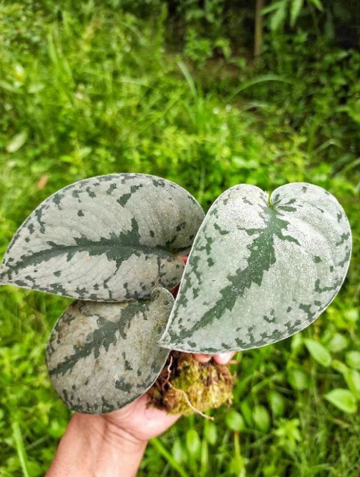 Scindapsus Silver Cloud Rare Silver Foliage Aroid Indoor Grow in pot