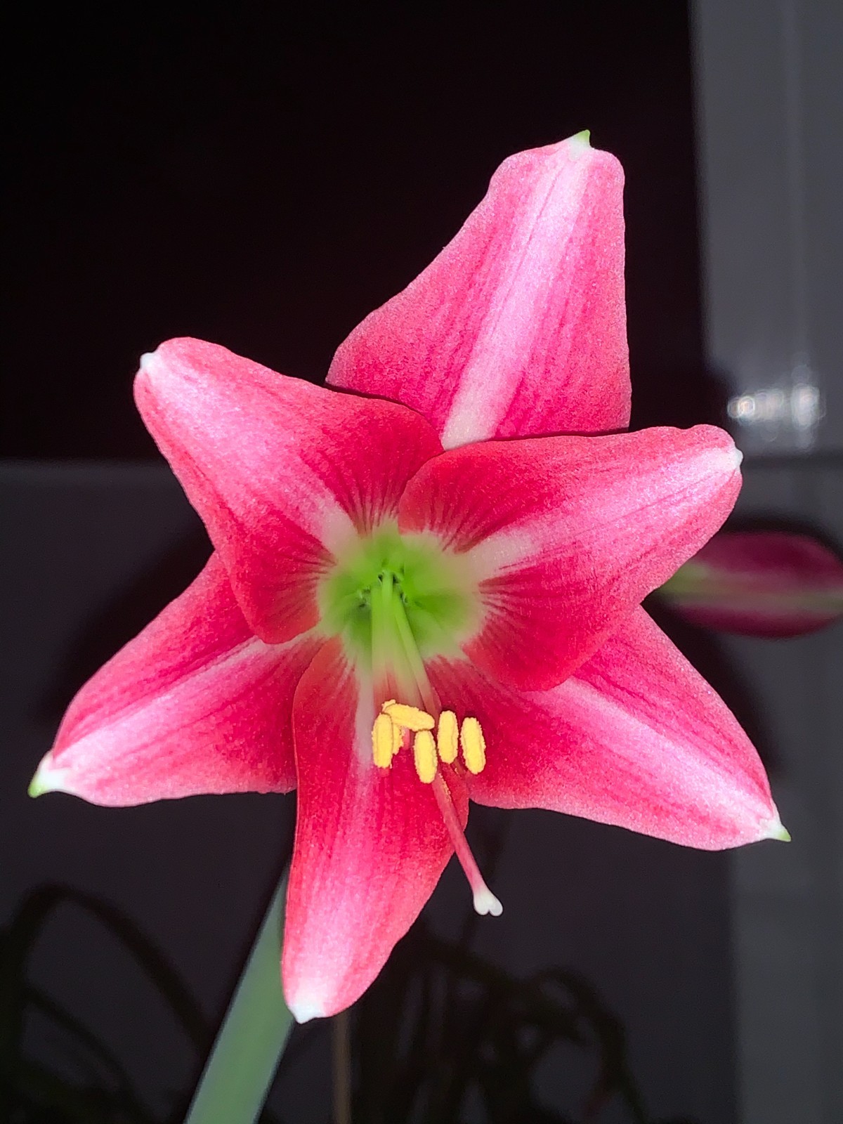 Hippeastrum doraniae – VERY rare bulb 1.7 cm