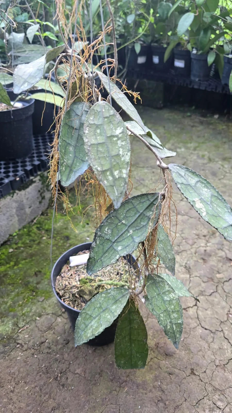 Real Picture Hoya Clemensiorum Crocodile Splash Lush Leaves
