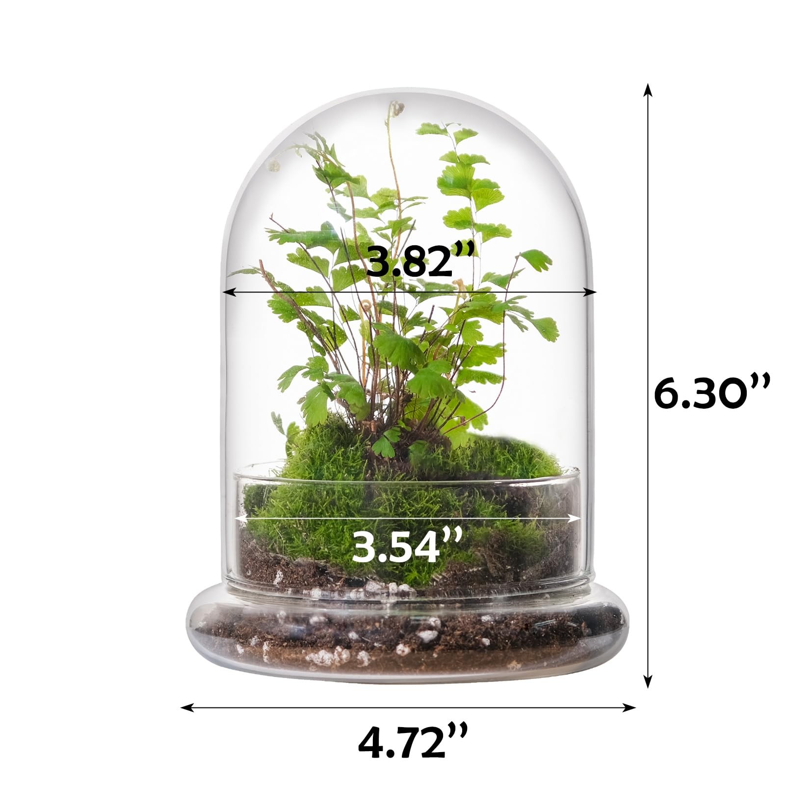 6 Inch Glass Cloche Terrarium with Base for Indoor Plants and Home Decor clear