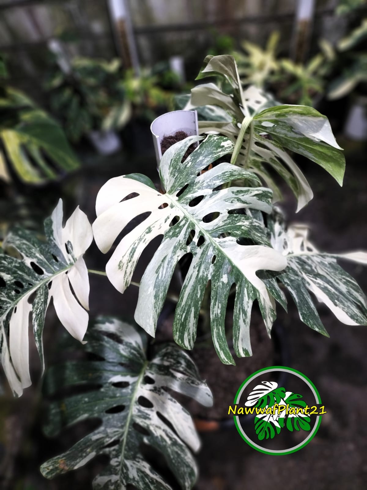 New Monstera Albo White Tiger Variegated Size Large Real Picture