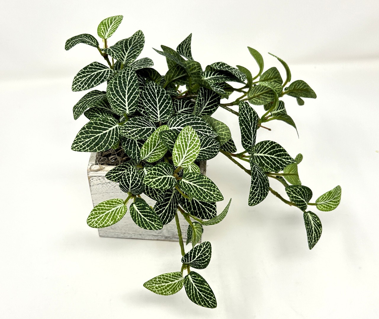 Small 8″ tall Artificial GREEN FITTONIA NERVE Silk plant potted, White-washed wo