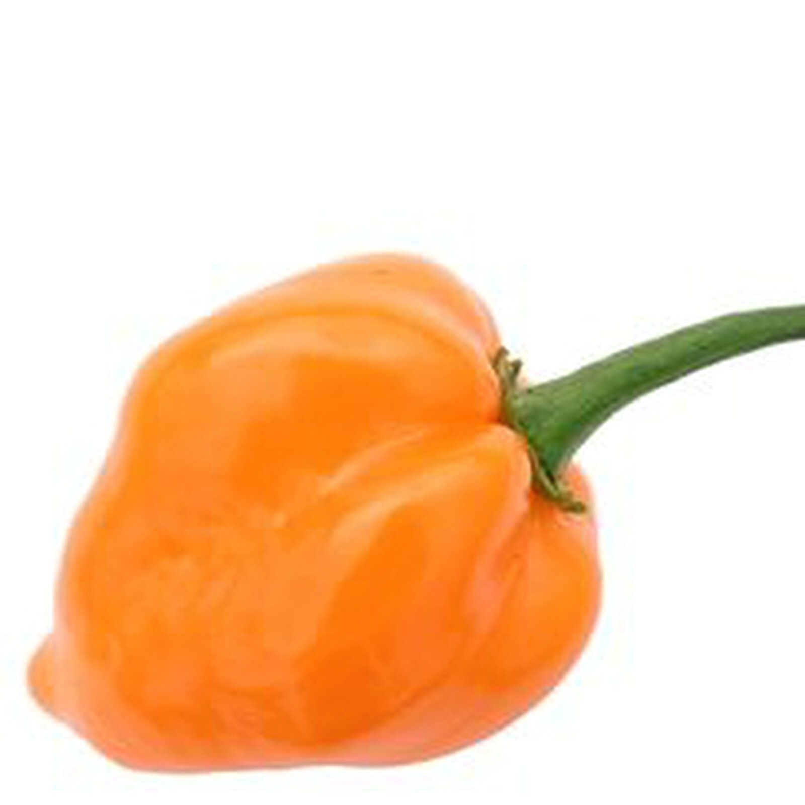 30 Habanero Orange Devil Seed Chili 100% Guaranteed