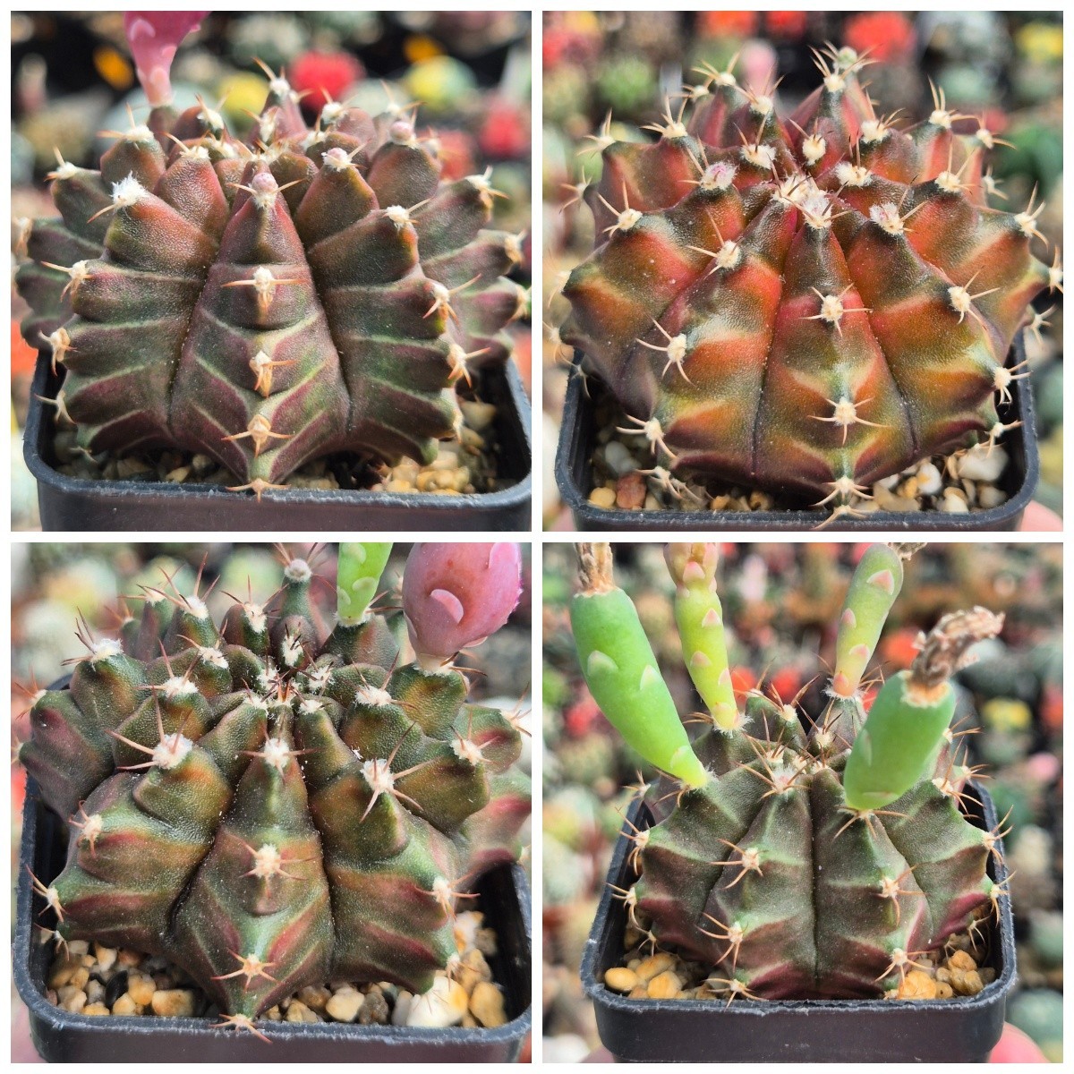 Gymnocalycium mihanovichii ‘Neon Braun’ 20seeds harvest 2025