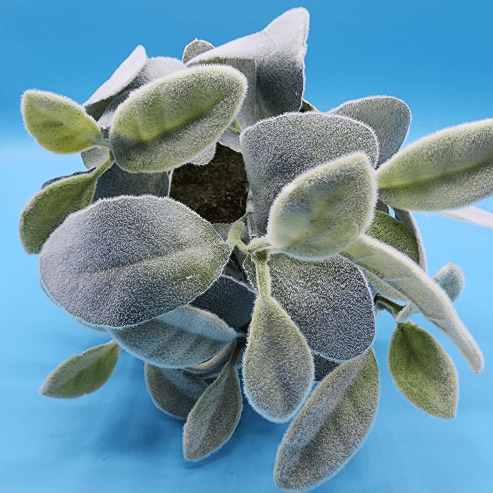 Flocked Lambs Ear Artificial Plant with Moss In Brown Paper Pot 10 inch