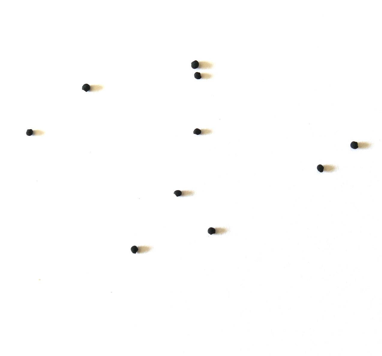 Echinocereus papillosus SEEDS – Rare Cactus SEEDS