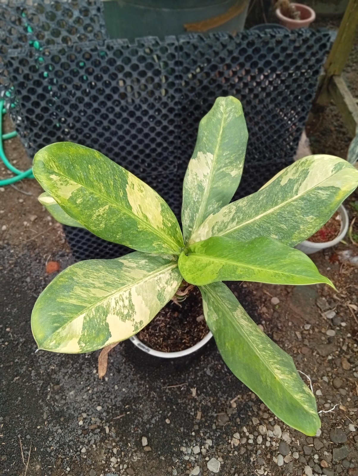 Real Picture Hoya Wayeti Albomarginata Rare Plant