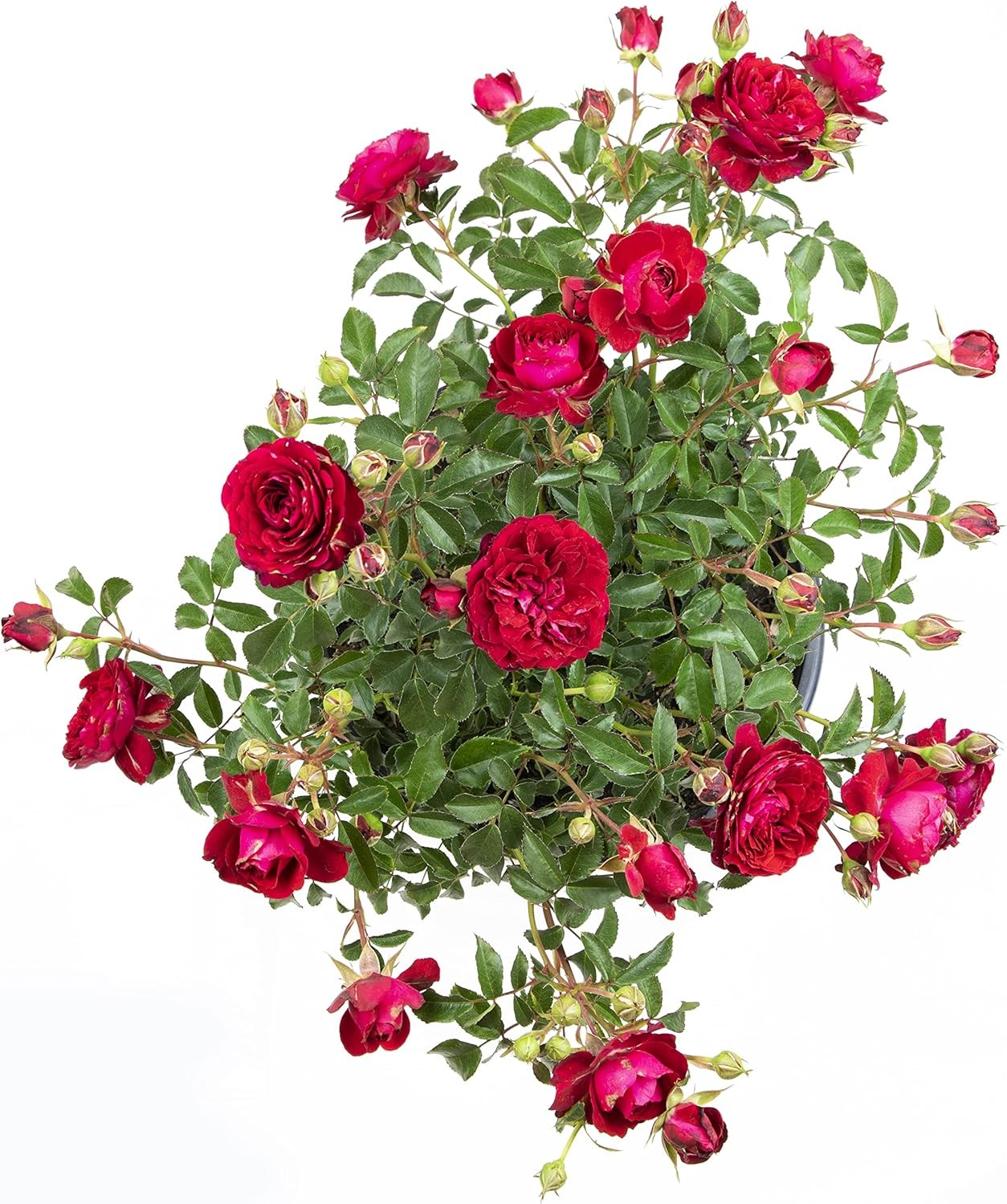 Fresh Roses for Delivery Prime, Red Roses Live Rose Bush Plants, Indoor Rose Pla