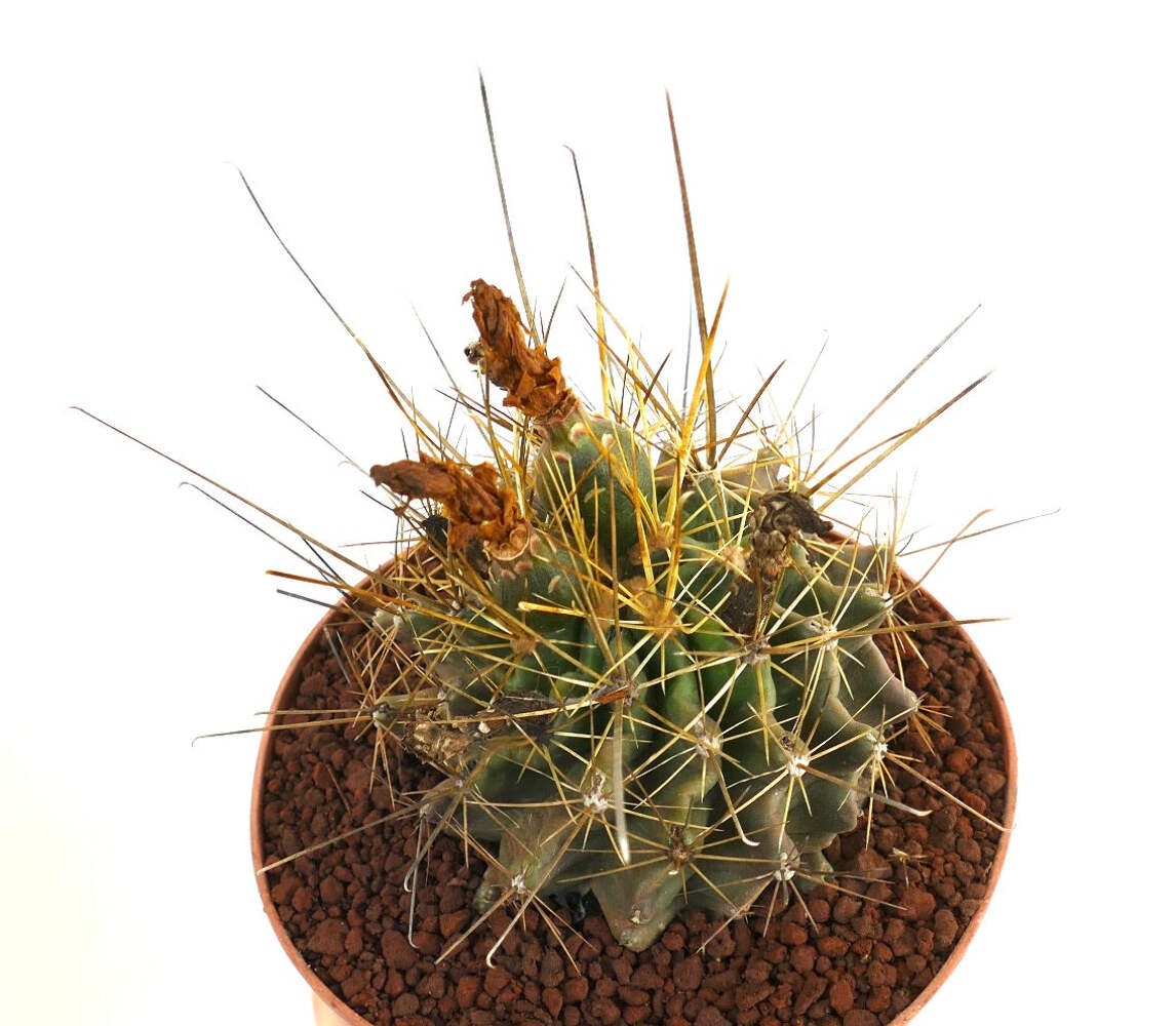 Ferocactus hamatacanthus SELECTED GOLDEN – Texas barrel cactus | Twisted spine c
