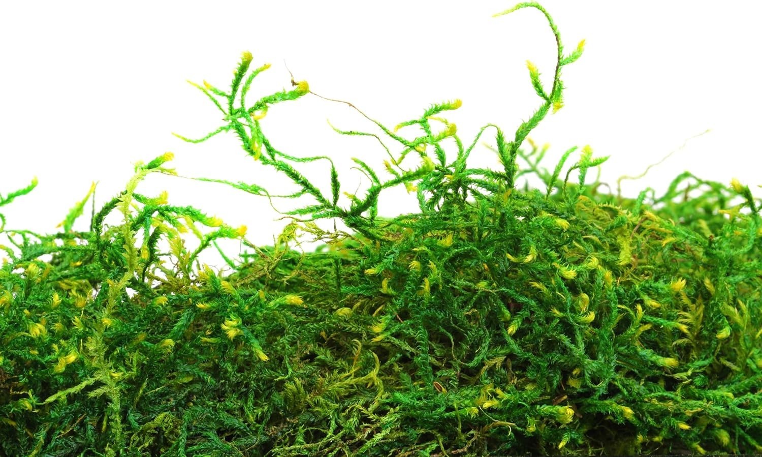 Vibrant Forest Moss, Ideal for Decor, 8oz
