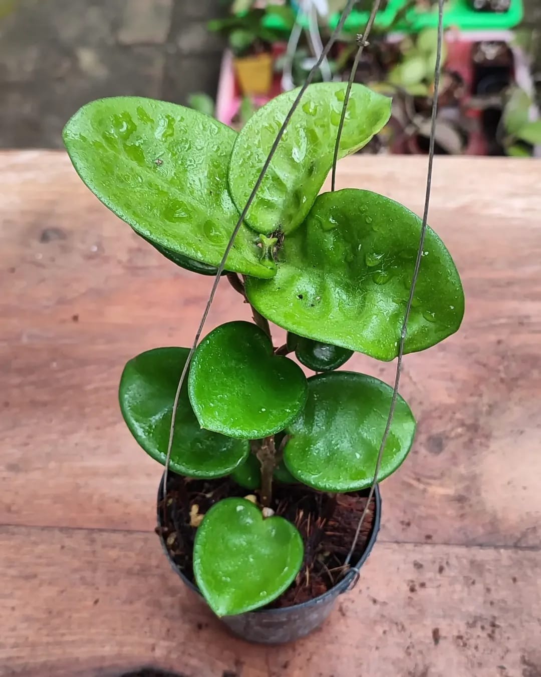 Hoya Carnosa Clinton Jade Rare Tropical Wax Plant