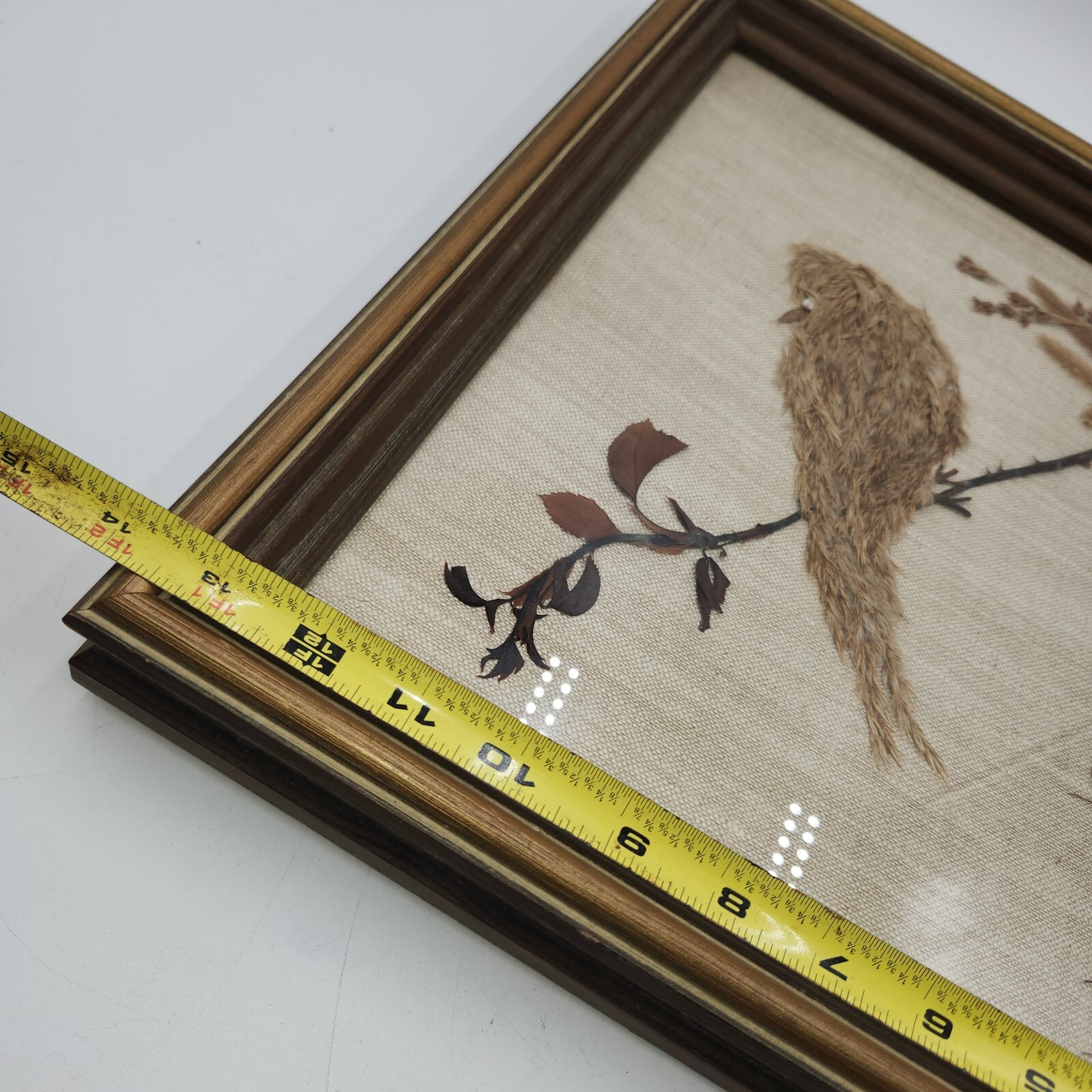 Vintage dried pressed flowers weeds taxidermy wall art bird 14 x 16 wood frame