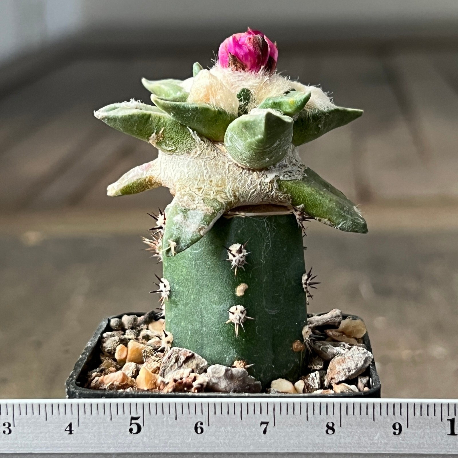 A17-384.Cactus… retusus X agavoides (Grafted)