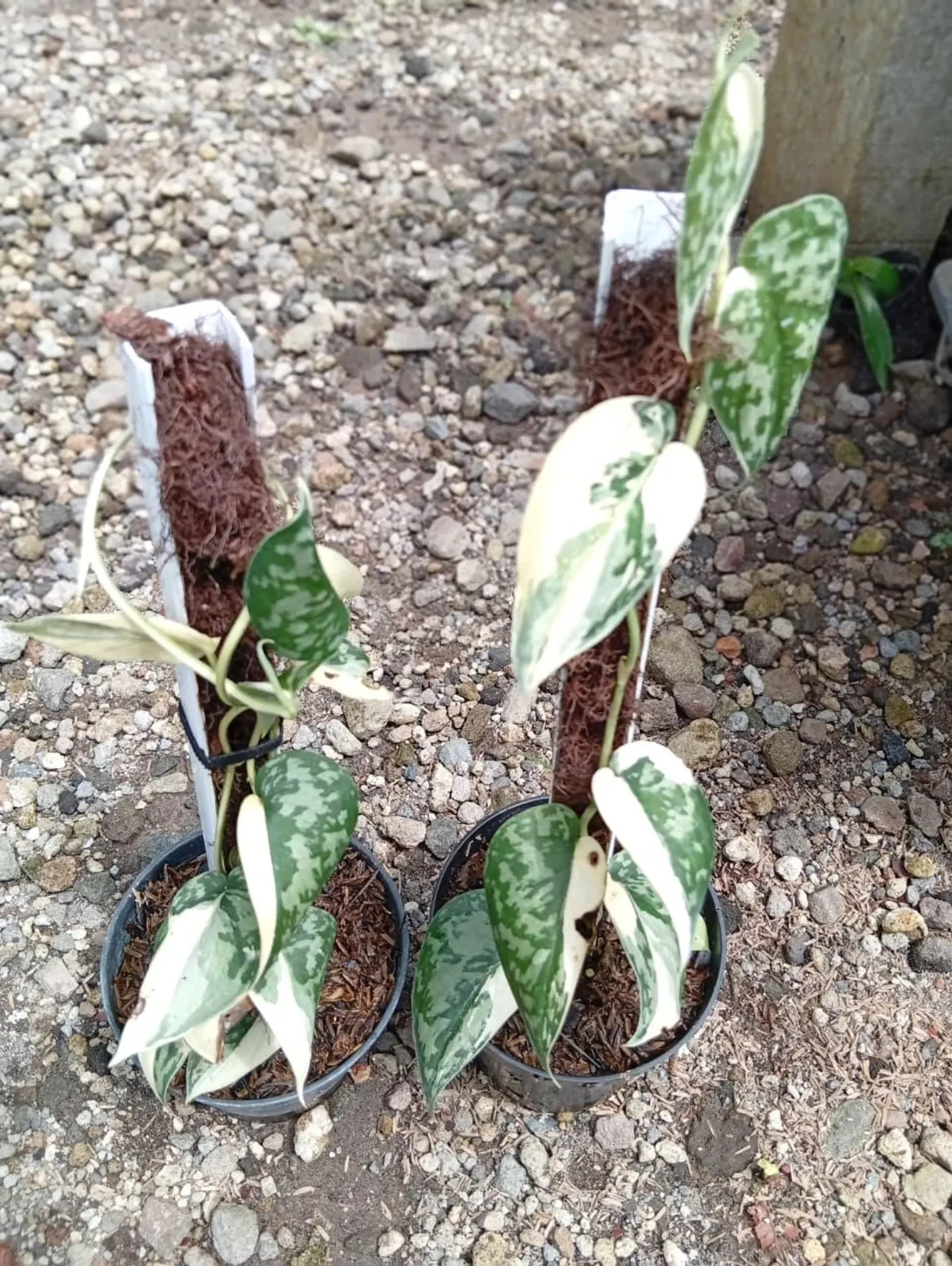 Nyamplung Fruit Tree Variegated Calophyllum inophyllum Rare Plant