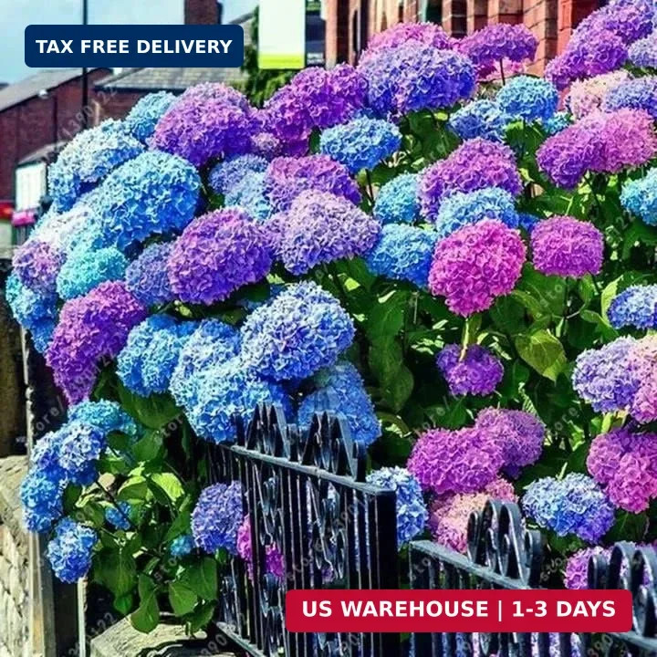 30pcs Blue Pink Purple Hydrangea Seeds – Stunning and Resilient Perennial Flower