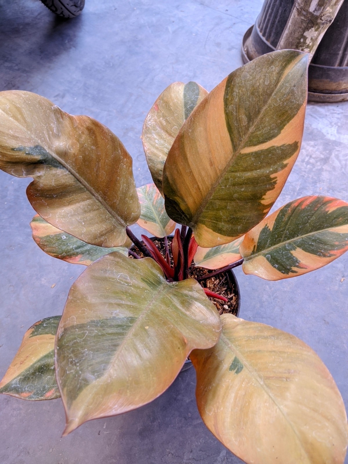 Philodendron Black Cardinal Variegated Large Size Real Picture