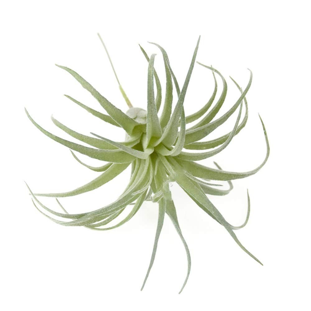 2 PCS Artificial Succulents Plants Unpotted Fake Flocking Tillandsia Air Plan…