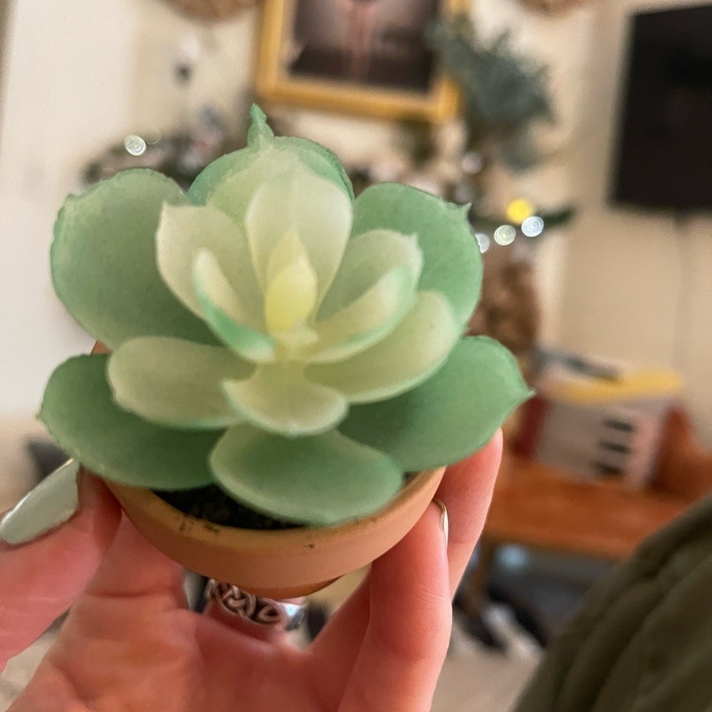 Set of new small decor succulent plant 4 qty table top home accent mini event
