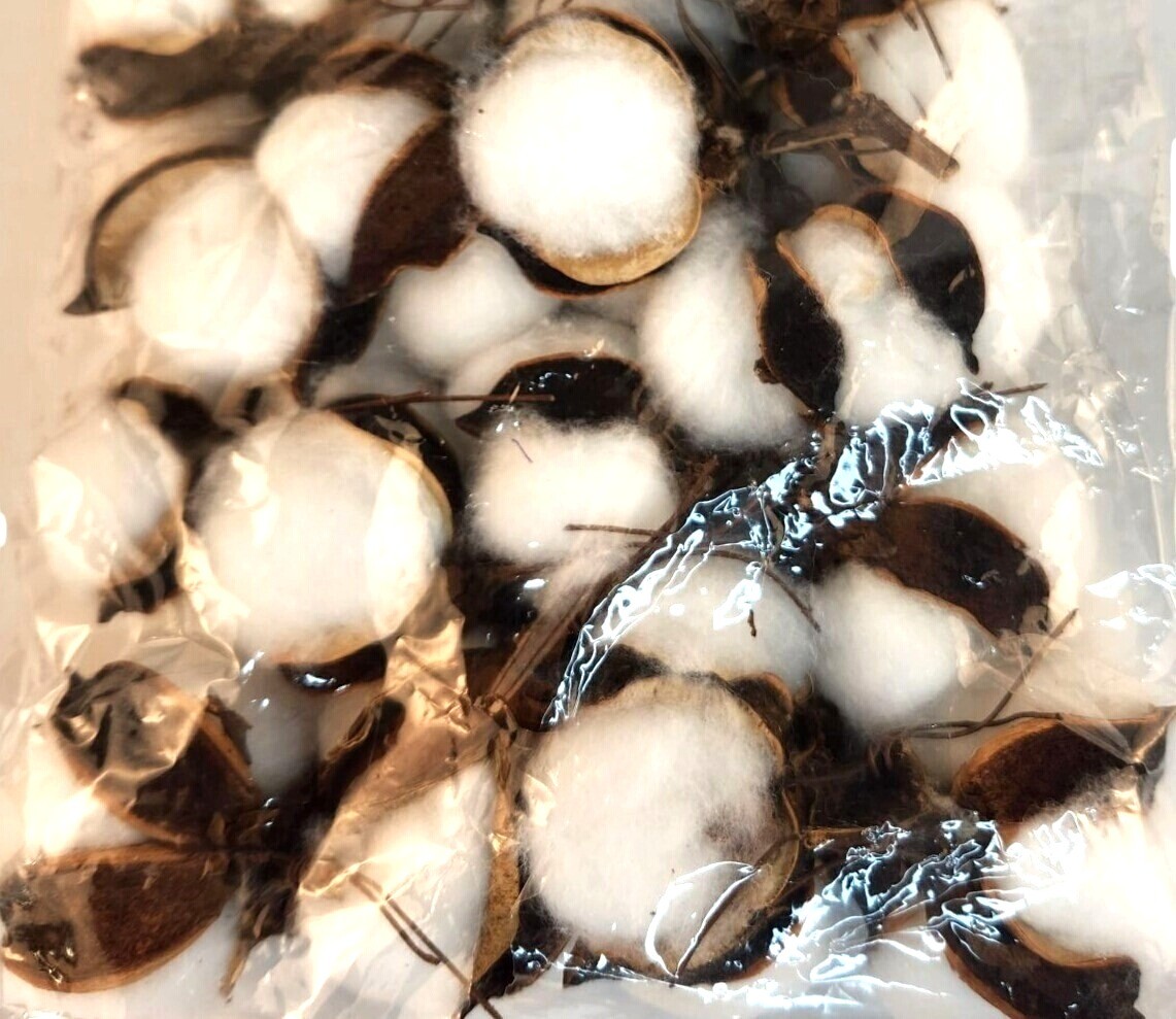 Faux Cotton Pods Dried Natural Husks Craft Supply Pack Of 12 For Wreaths & Flora