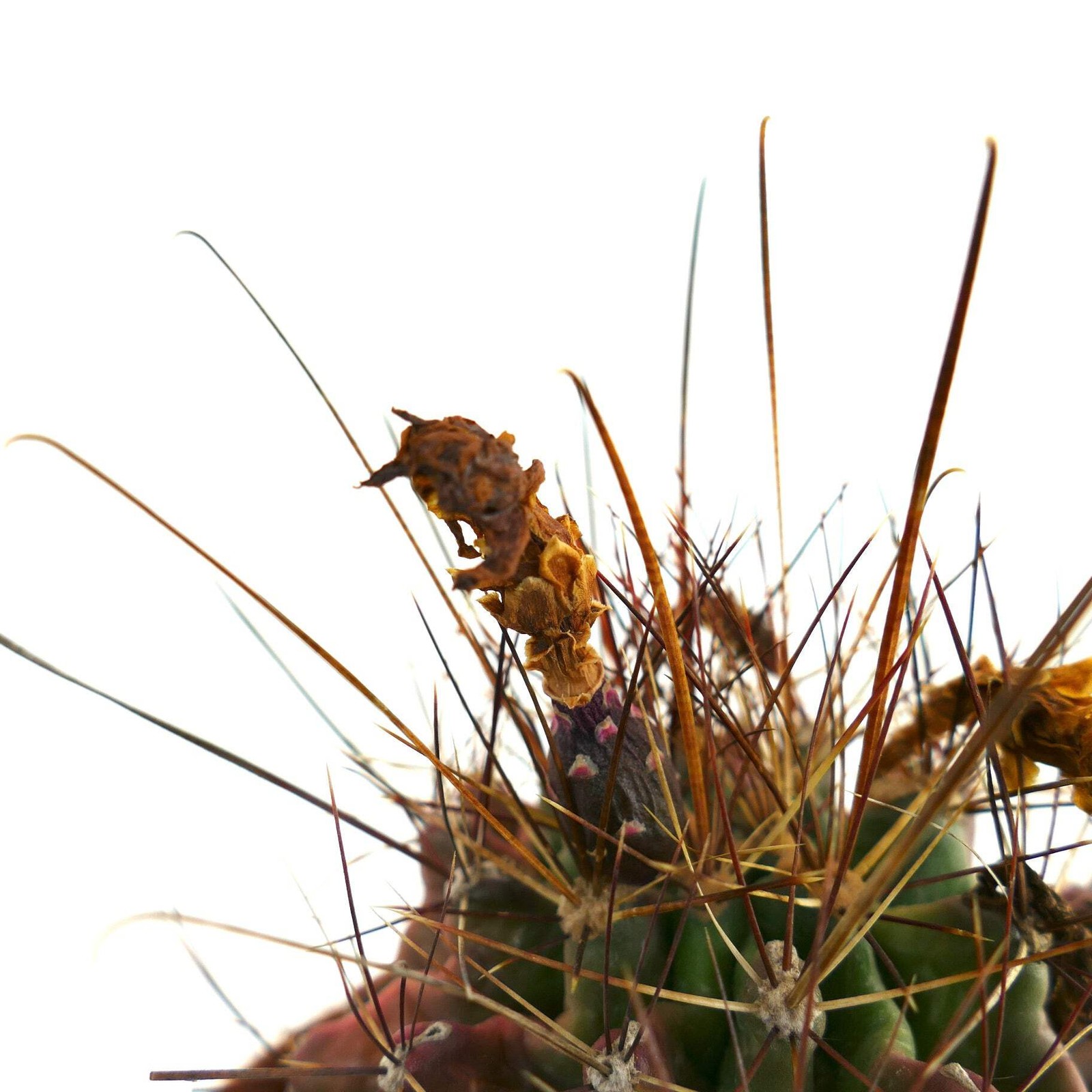 Ferocactus hamatacanthus UNUSUAL RIBS FORMS – Texas barrel cactus | Hooked barre
