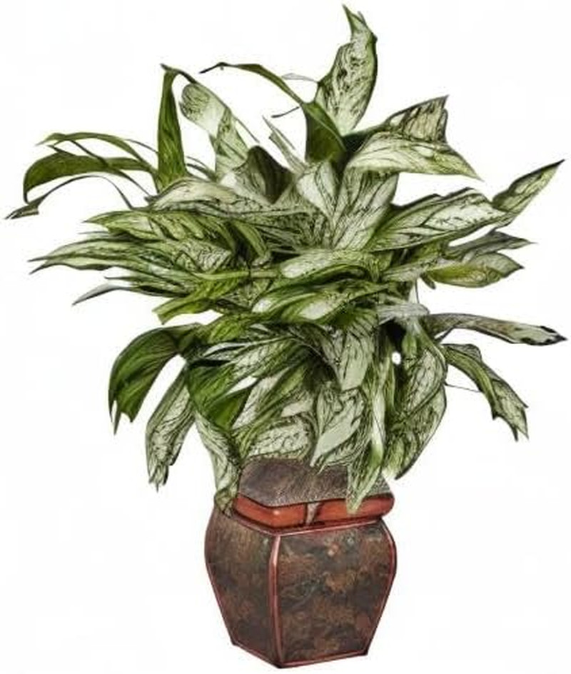 Elegant Silver Queen Silk Plant with Decorative Planter –