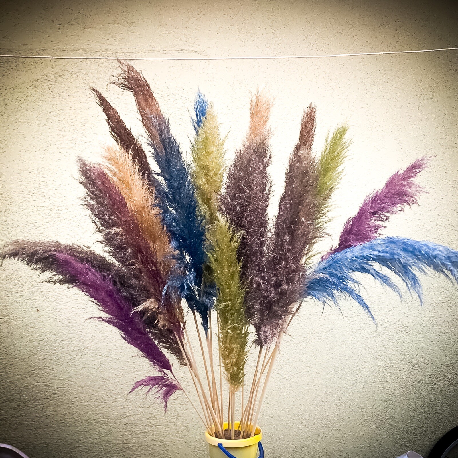 PAMPAS- Box of 10 X (36”) pampas grass stems Red/Blue/Green/Gold/Purple/Yellow