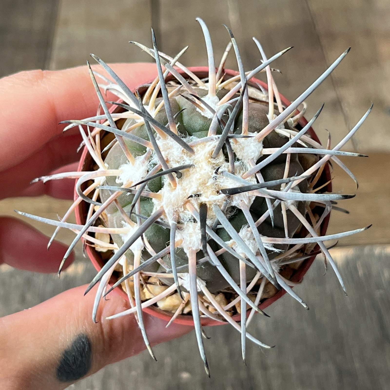 A39-2092 Gymnocalycium spegazzinii,KP235, Ruinas del Quilmes, Tacuman, own root