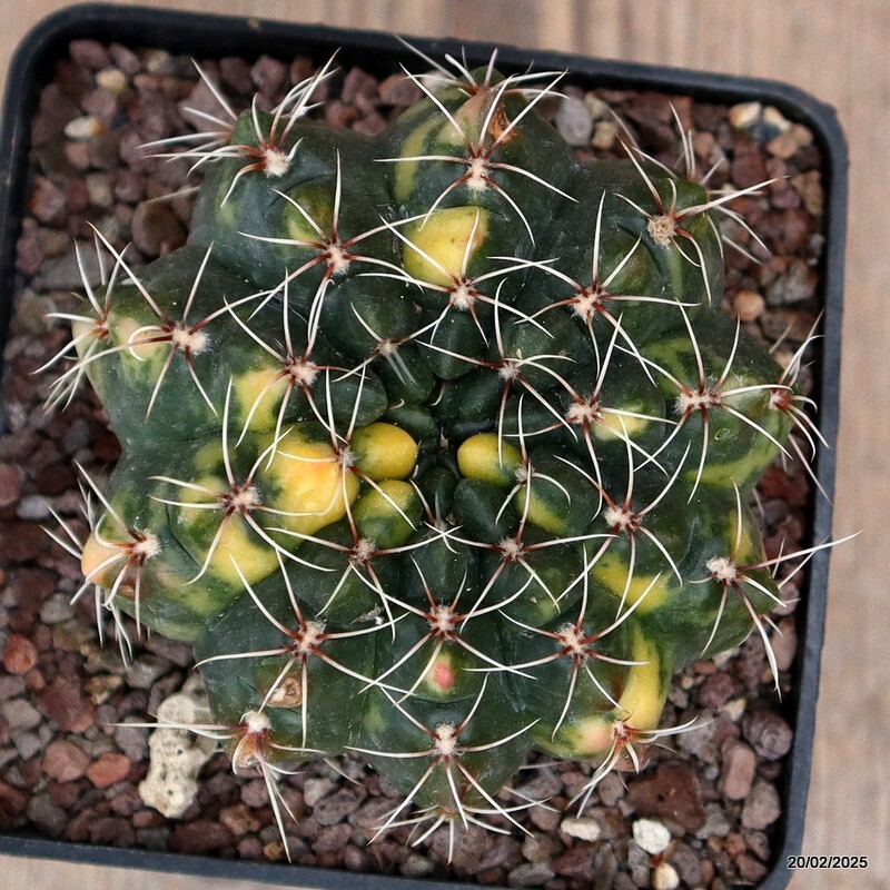 D588 GYMNOCALYCIUM BALDIANUM VARIEGATED pot10-H8-W9 cm MaMa Cactus