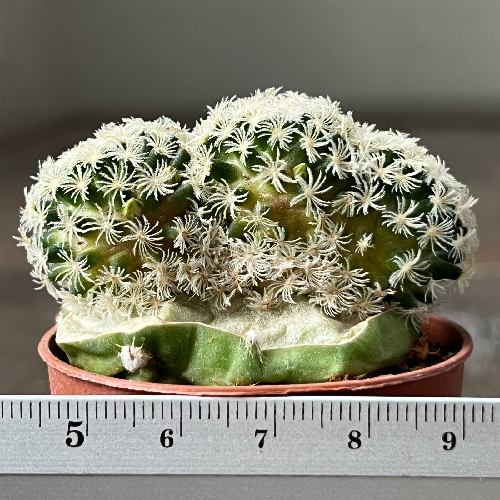 A27-655 Mammillaria Roemeri, grafted
