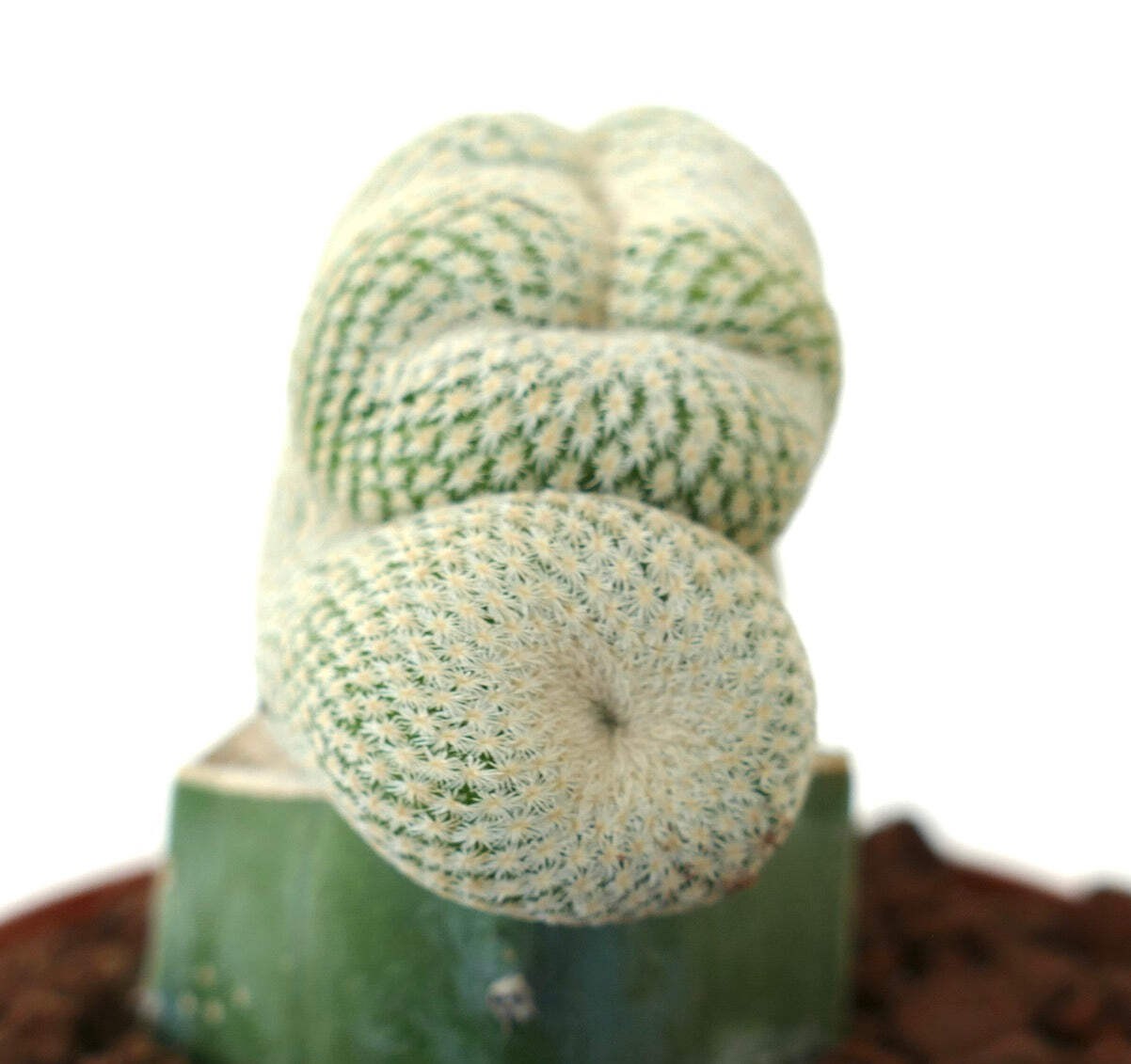 Epithelantha micromeris WITH LATERAL NORMAL BRANCHES – Button cactus | Ping-pong