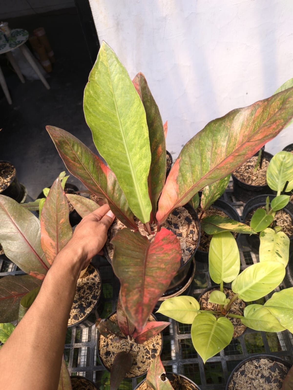 Anthurium Hokery Red Variegated Real Pict Free Ptosanitary