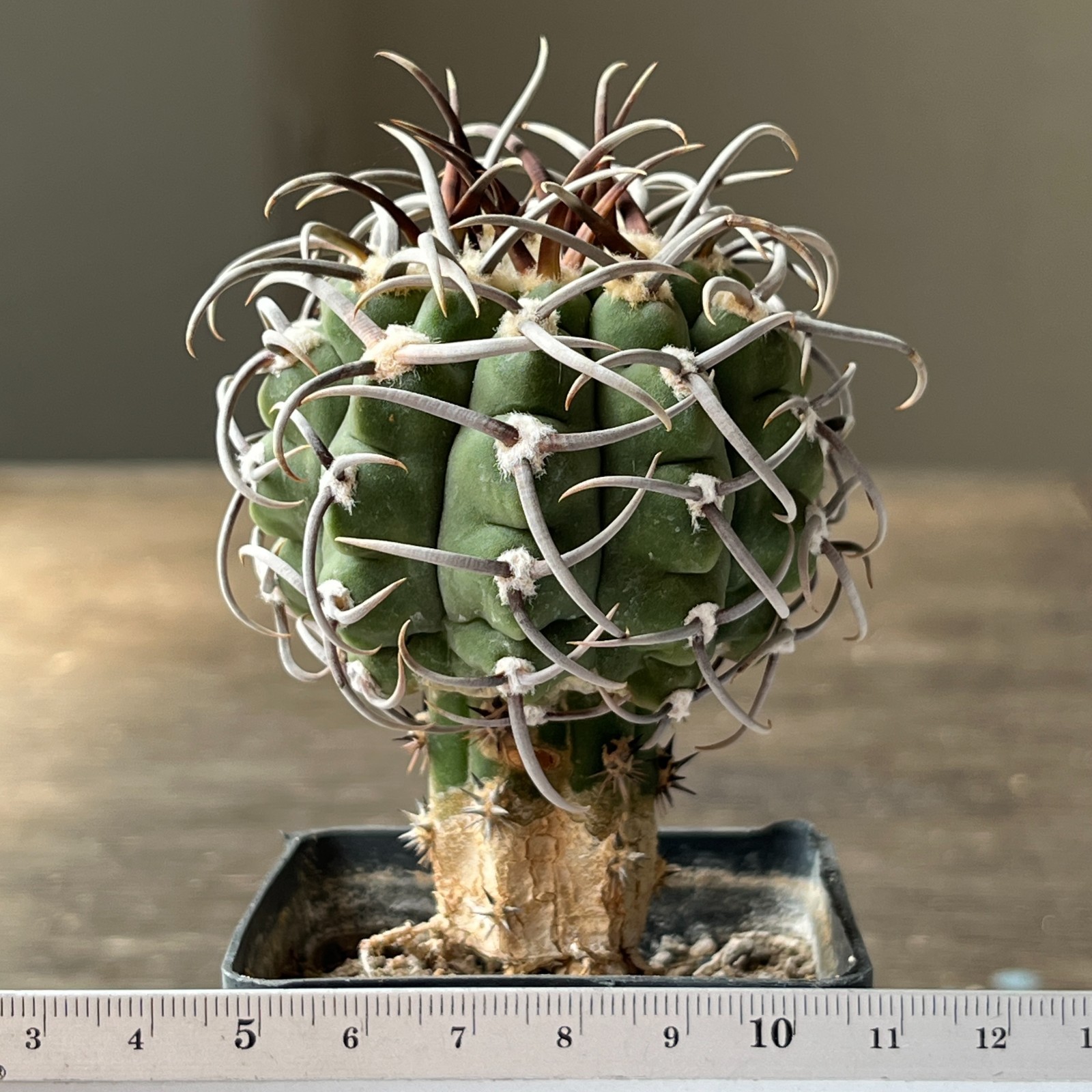 A55-1187 Gymnocalycium vatteri v. altautinense, grafted