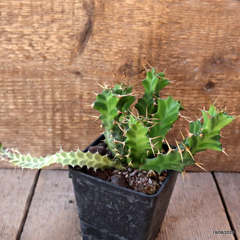D4704 EUPHORBIA ENORMIS pot9-H13-W14 cm MaMa Cactus