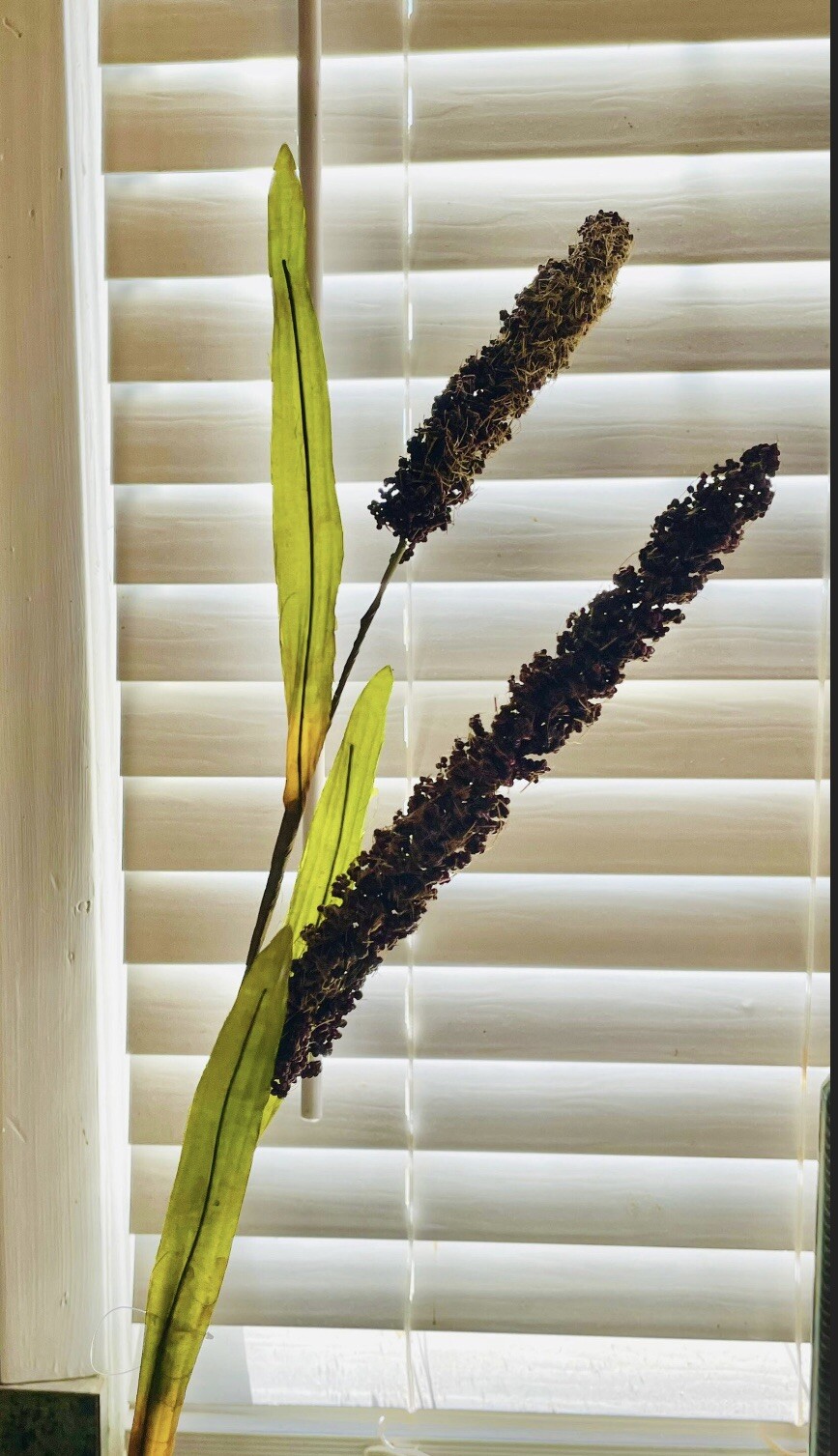 Burgundy Millet Stem, Bundle Of 3, NEW
