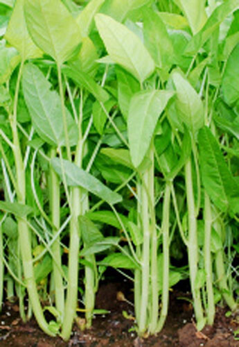 50+White Stem Water Spinach Seeds Ong Choy,Kong Xin Cai,Heavy Producer Fresh USA